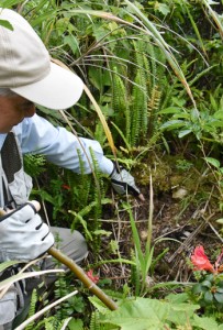 ウケユリが盗掘されたと見られる跡＝２８日、奄美大島の山中