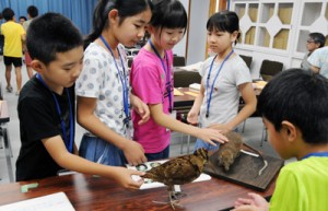 奄美の動物たちの剥製を触って感触を確かめる受講生＝１８日、瀬戸内町立図書館・郷土館