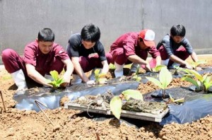 実証栽培に向け、黒ウコンを植え付ける生物生産系列の生徒ら＝２４日、伊仙町伊仙