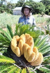 あだん横丁ソテツに大量の雄花１９０５３０徳 (1)