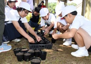 ポットにヒマワリの種を植える児童ら＝２１日、天城町西阿木名