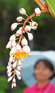 梅雨を告げるゲットウの花＝１４日、奄美市名瀬の大浜海浜公園