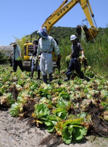 沼からボタンウキクサを駆除する参加者＝２４日、瀬戸内町    