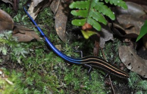 県の希少野生動植物に指定されたバーバートカゲ（奄美群島国立公園管理事務所提供）