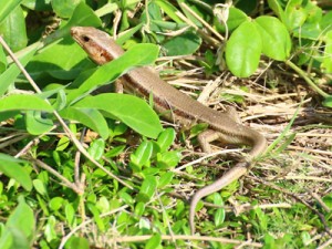 県の希少野生動植物に指定されたオキナワトカゲ