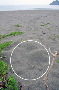 アカウミガメが産卵したとみられる跡（手前の円内）＝１１日、瀬戸内町嘉徳海岸