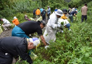 外来種のムラサキカッコウアザミなどを駆除する参加者＝１５日、奄美市住用町