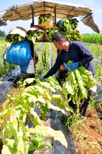 収穫シーズンの終盤を迎え、作業を急ぐ葉タバコ農家＝１５日、知名町正名