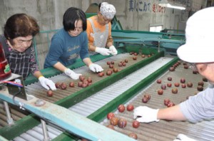 奄美プラムの選果作業＝９日、大和村のＪＡあまみ湯湾釜選果場