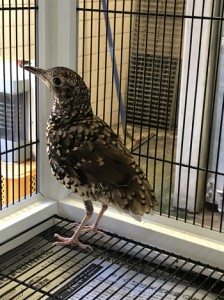 平川動物公園での公開が決まったオオトラツグミ（提供写真）