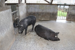 霧島市で飼育されていた奄美の島豚をルーツに持つ島豚＝２０１９年４月、奄美市（提供写真）