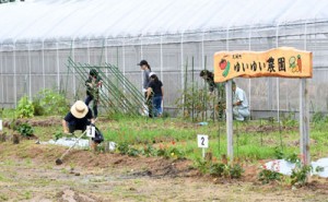 本年度から開設された天城町市民農園「ゆいゆい農園」＝６日、同町瀬滝