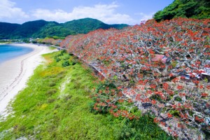 深紅の花が海岸線を染めるデイゴ並木＝２０１７年５月、瀬戸内町諸鈍