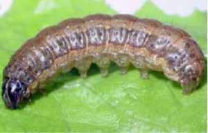 徳之島でも確認されたツマジロクサヨトウの幼虫（農林水産省横浜植物防疫所提供）