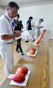 １４点の出品があった沖永良部島のマンゴー品評会＝３０日、和泊町