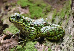 奄美大島だけに生息するアマミイシカワガエル（資料写真）