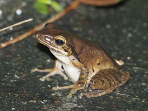 与論島全域への定着が確認された特定外来生物シロアゴガエル（奄美海洋生物研究会提供）