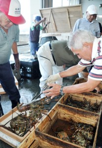 次々と水揚げされる生きのいいイセエビ＝２１日、奄美市の名瀬漁協
