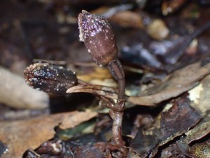 奄美大島と徳之島で見つかったアマミヤツシロラン（森田さん撮影）