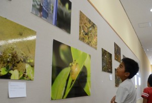 カエルの写真を鑑賞する児童＝１日、奄美市名瀬