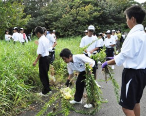 外来植物のセイタカアワダチソウを駆除する生徒＝２７日、龍郷町