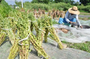 天日干しされた白ゴマと作業に追われる農家＝１２日、喜界町荒木