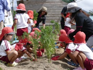 県から提供された花の苗を植える園児ら（提供写真）