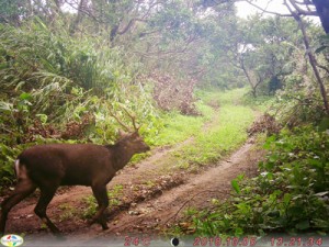 自動撮影カメラが捉えた野生化したシカ＝２０１８年１０月５日、喜界町の百之台公園（喜界町役場提供）