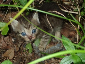 アマミトゲネズミを捕食する子猫＝９月２６日午前９時４０分ごろ、奄美大島の山中（山室一樹さん撮影）