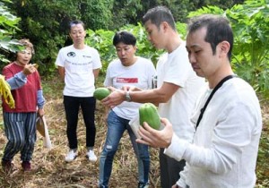 パパイア園地を視察する菱田料理長と早見料理長（右から）＝９日、伊仙町伊仙