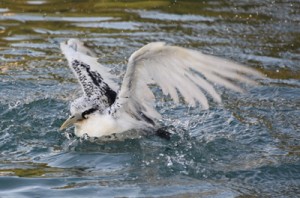 海に放され水浴びするシラオネッタイチョウ