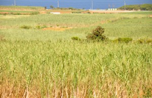 ５期連続となる生産量８万トン超えに期待が高まる沖永良部島のサトウキビ