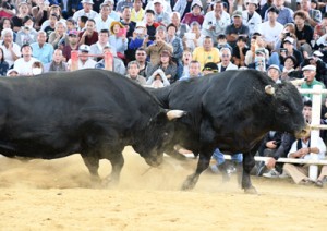 巨体がぶつかり合う取り組みに沸いた全島一決定戦（左が新チャンピオンの天龍大力）＝２０日、伊仙町なくさみ館