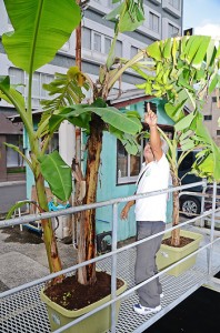 屋仁川駐車場に実った鉢植えのバナナと濱元さん＝８日、奄美市名瀬