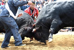 実質的な日本一を決めた取組で勝った力道山（左）＝５月４日、天城町松原闘牛場