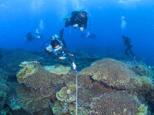 瀬戸内町海を守る会が大島海峡で行ったリーフチェック＝７日、加計呂麻島の安脚場沖（興克樹さん撮影）