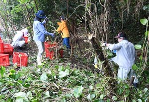 ウゴンカズラの駆除作業を行う参加者＝３日、徳之島町金見