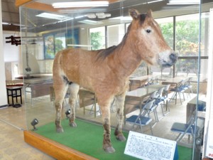 喜界町公民館に展示されている最後の喜界馬の剥製＝２０１９年１１月、同町赤連