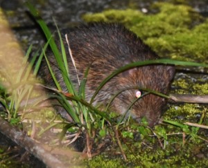 国の天然記念物トクノシマトゲネズミ。奄美と沖縄の３島にはそれぞれ固有のトゲネズミが生息している＝２０１９年４月、徳之島