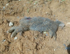 犬に襲われたとみられるクロウサギ＝９月２８日、徳之島町母間