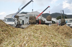 富国製糖への搬入が始まった２０１９年産の原料サトウキビ＝１６日、奄美市笠利町