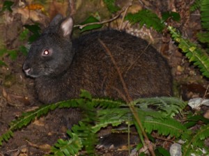 ナイトツアーの影響が懸念されるアマミノクロウサギ＝奄美大島  