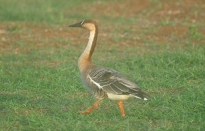 沖永良部島に飛来した迷鳥サカツラガン（佐々木さん撮影）＝１日、和泊町