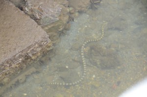 屋仁川を泳ぐエラブウミヘビ＝１３日、奄美市名瀬