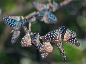 身を寄せ合って春を待つリュウキュウアサギマダラ＝奄美大島