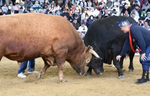 一進一退の攻防が繰り広げられた全島一優勝旗争奪戦（左が新王者の牛若赤丸）＝３日、伊仙町なくさみ館