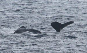 尾びれを海面に出す２頭のザトウクジラ＝２２日、知名町知名の沖合い（前利潔さん撮影）