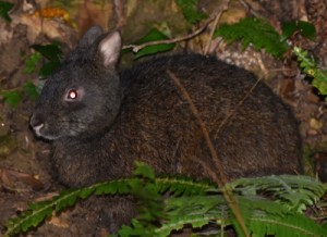 交通事故が多発しているアマミノクロウサギ＝奄美大島