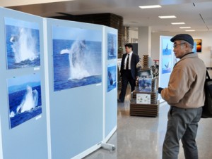 奄美空港で開催されている興さんの写真展＝２９日、奄美市笠利町