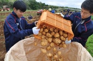 バレイショの収穫作業に励む生徒＝１８日、知名